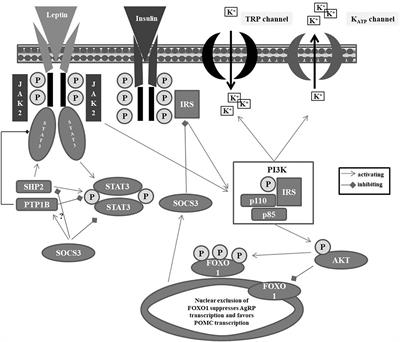 Clinical Trials Required to Assess Potential Benefits and Side Effects of Treatment of Patients With Anorexia Nervosa With Recombinant Human Leptin